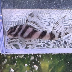 キンペコ　白地多め①の画像