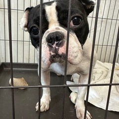 フレンチブルドッグ里親募集