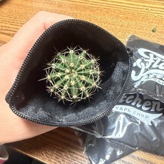 ミニポーチ4個　　プランターカバーにいかが？の画像