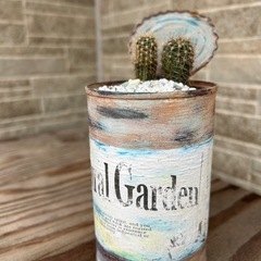 子サボテン　2個の画像