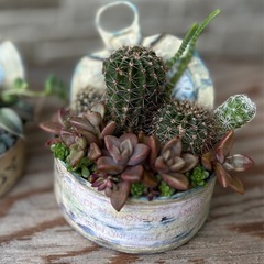 子サボテン　2個の画像