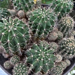 子サボテン　2個の画像