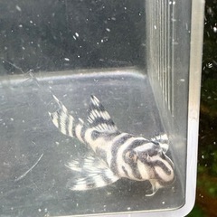 キンペコ　白地多め②の画像