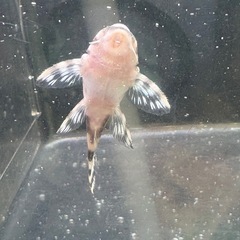 キンペコ　白地多め②の画像