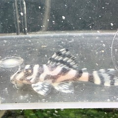 キンペコ　白地多め②の画像