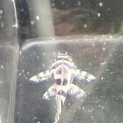 キンペコ　白地多め②の画像