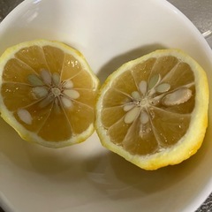 柚子(一才柚子)の画像