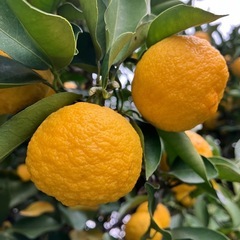 柚子(一才柚子)の画像