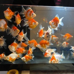 金魚　玉サバ　1匹の値段ですの画像