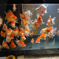 金魚　玉サバ　1匹の値段ですの画像