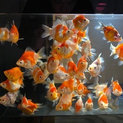 金魚　玉サバ　1匹の値段ですの画像