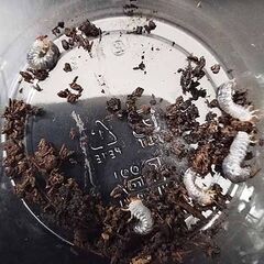 オキナワカブトムシの幼虫の画像