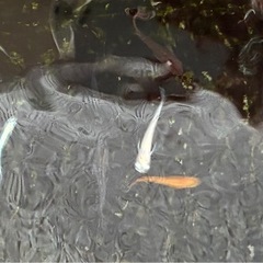 メダカ　ミックスセット　約14匹の画像