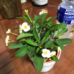 ハナキリンの画像