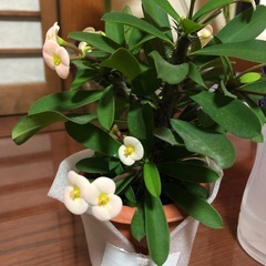 ハナキリンの画像