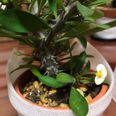 ハナキリンの画像