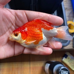 大きめ　玉サバ　3匹セットの画像