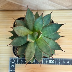 アガベ　ユタエンシス×笹の雪　 ハイブリッド 屋外越冬経験済み　 発根済み　の画像