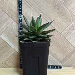 アガベ　ユタエンシス×笹の雪　 ハイブリッド 屋外越冬経験済み　 発根済み　の画像