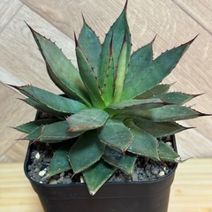アガベ　ユタエンシス×笹の雪　 ハイブリッド 屋外越冬経験済み　 発根済み　の画像