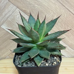 アガベ　ユタエンシス×笹の雪　 ハイブリッド 屋外越冬経験済み　 発根済み　の画像