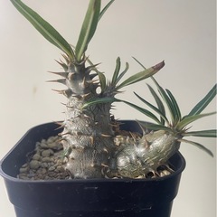 パキポディウム　グラキリス　実生
の画像