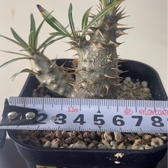 パキポディウム　グラキリス　実生
の画像