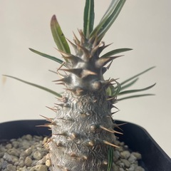 パキポディウム　グラキリス　実生
の画像