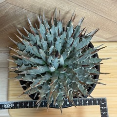 アガベ ユタエンシス var. エボリスピナ ★美株★ 強棘 屋外越冬経験済み 発根済みの画像