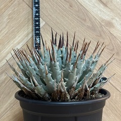 アガベ ユタエンシス var. エボリスピナ ★美株★ 強棘 屋外越冬経験済み 発根済みの画像