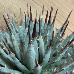 アガベ ユタエンシス var. エボリスピナ ★美株★ 強棘 屋外越冬経験済み 発根済みの画像