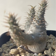 パキポディウム　グラキリス　実生の画像