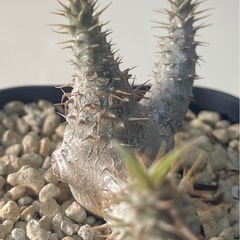 パキポディウム　グラキリス　実生の画像