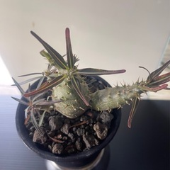 パキポディウム　カクチペス　実生の画像