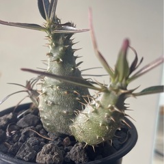 パキポディウム　カクチペス　実生の画像