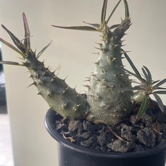 パキポディウム　カクチペス　実生の画像