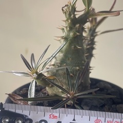 パキポディウム　カクチペス　実生の画像