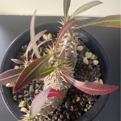 パキポディウム　ホロンベンセ　実生の画像