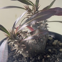 パキポディウム　ホロンベンセ　実生の画像