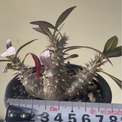 パキポディウム　ホロンベンセ　実生の画像