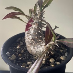 パキポディウム　ホロンベンセ　実生の画像