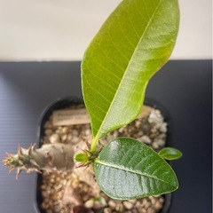 パキポディウム　ウィンゾリー　実生の画像