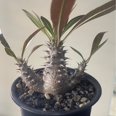 パキポディウム　ロスラーツム　実生の画像