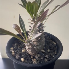 パキポディウム　ロスラーツム　実生の画像