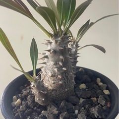 パキポディウム　ロスラーツム　実生の画像