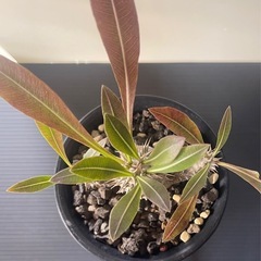 パキポディウム　ロスラーツム　実生の画像