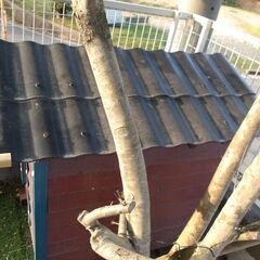 ログハウス調　犬小屋の画像