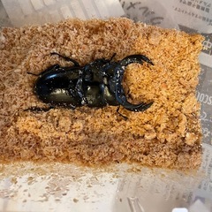 インドアンタエウスオオクワガタの画像