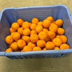 🍊味の濃い〜青島みかん🍊の画像