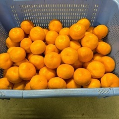 🍊味の濃い〜青島みかん🍊の画像
